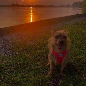 Meet your Posher, Shelby